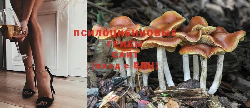 Галлюциногенные грибы Psilocybine cubensis  Александровск 